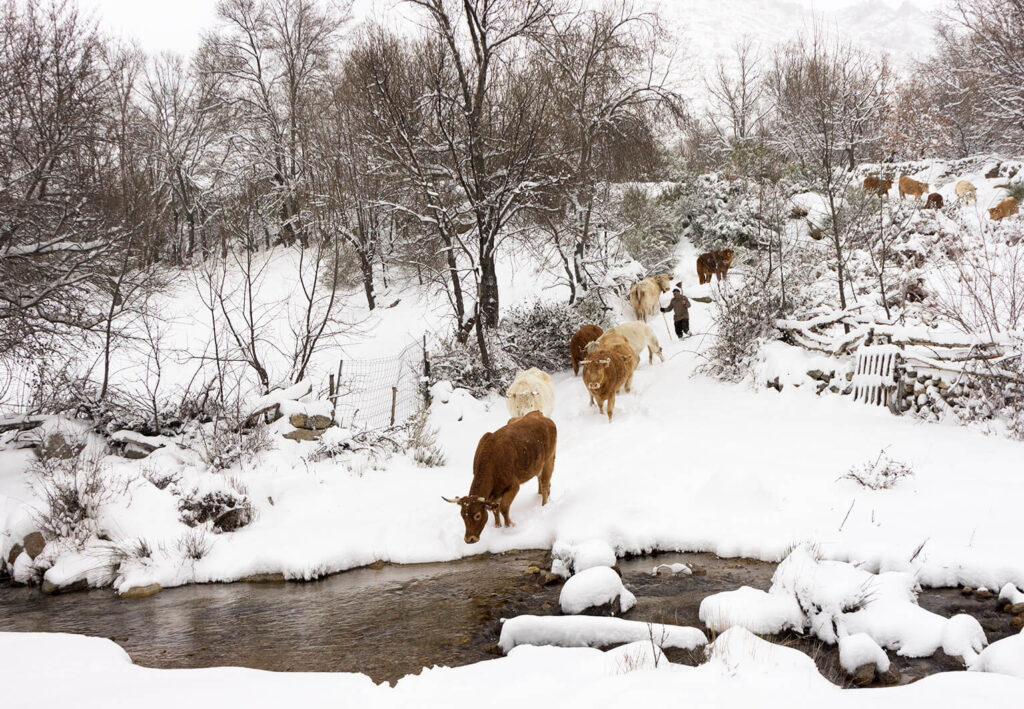 Vacas en la nieve