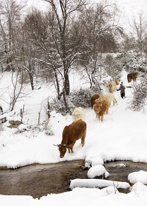 Vacas en la nieve
